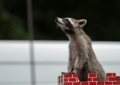 Waschbär Korsofahrt Attraktion für Kinder